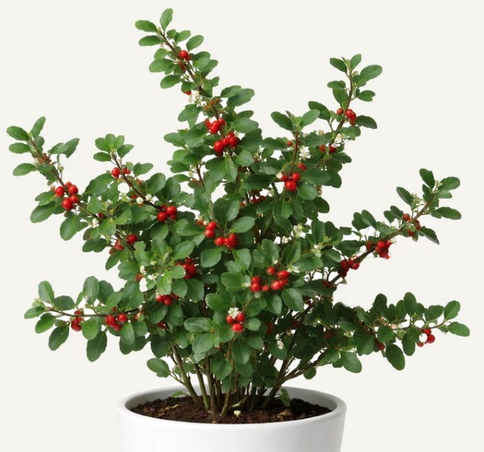 Yaupon, native evergreen to North America